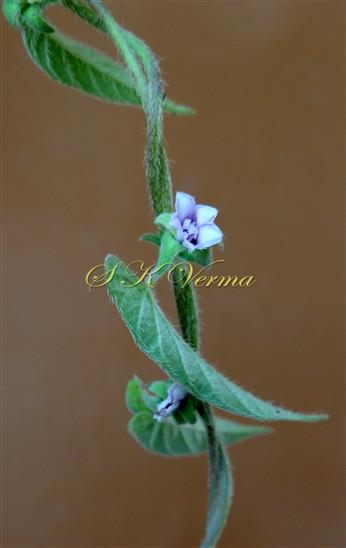  Flowering shoot